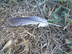 Streptopelia decaocto