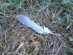 Streptopelia decaocto