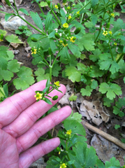 Ranunculus abortivus