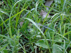 Platycnemis pennipes