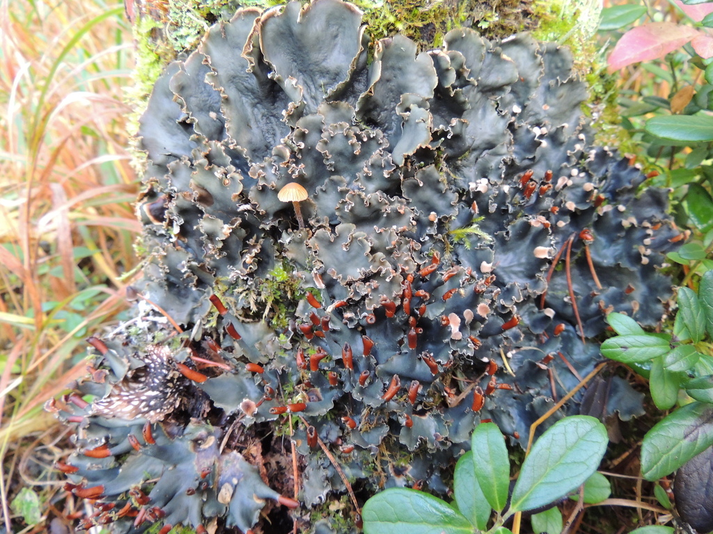 many-fruited pelt lichen