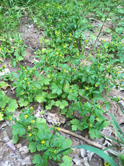 Ranunculus abortivus