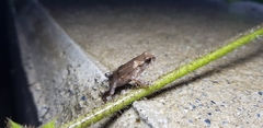 Bufo stejnegeri