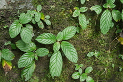 Trichosporeae