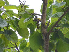 Alchornea latifolia