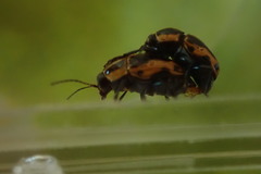 Cryptocephalus castaneus