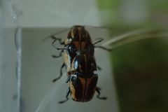 Cryptocephalus castaneus