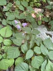 Hylodesmum glutinosum