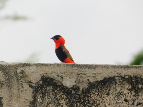 Northern Red Bishop