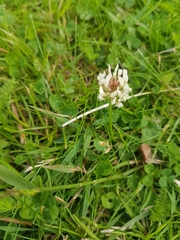 Trifolium repens