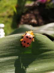 Podontia quatuordecimpunctata