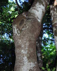 Lepilemur
