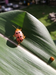 Podontia quatuordecimpunctata