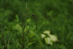 Cordulegaster erronea