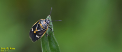 Eurydema gebleri