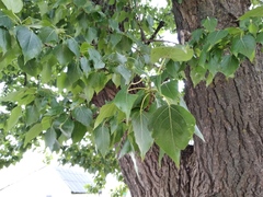 Populus