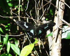Papilio epiphorbas