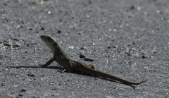 Timon lepidus lepidus