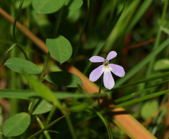 Lobelia beaugleholei