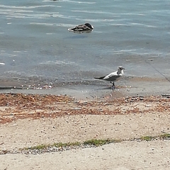 Chroicocephalus ridibundus