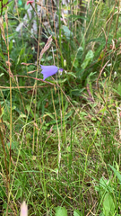 Campanula rotundifolia
