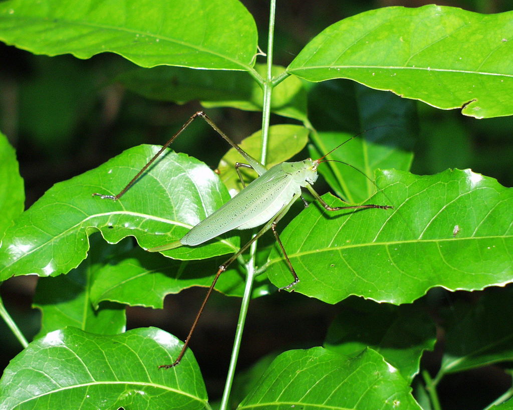 Leaf Katydids from Antsiranana Rural, Madagascar on January 8, 2004 at ...