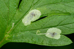 Calycomyza artemisiae