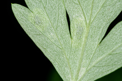 Calycomyza artemisiae