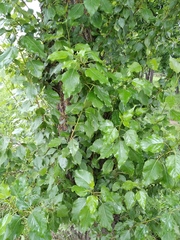 Populus