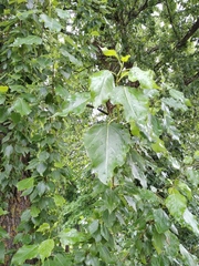 Populus