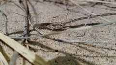 Trimerotropis huroniana