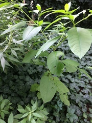 Phytolacca americana