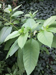 Phytolacca americana