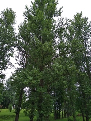 Populus