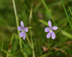 Lobelia beaugleholei