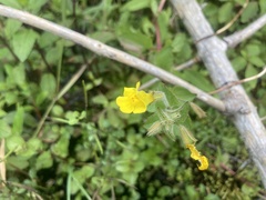 Erythranthe michiganensis