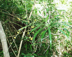 Dracaena reflexa var. angustifolia image
