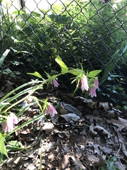 Campanula punctata