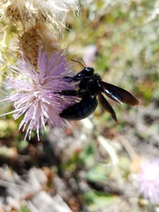 Xylocopa californica arizonensis