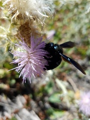 Xylocopa californica arizonensis
