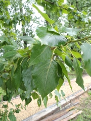 Populus