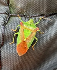 Acanthosoma haemorrhoidale