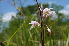 Bletilla formosana