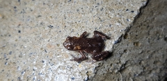 Bufo stejnegeri