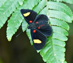 Melanis aegates limbata