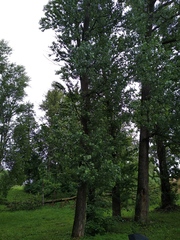 Populus