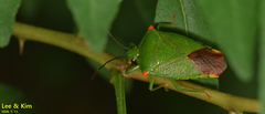 Acanthosoma labiduroides