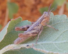 Melanoplus bruneri