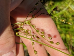 Juncus anthelatus