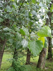 Populus